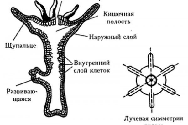 Браузер для кракен